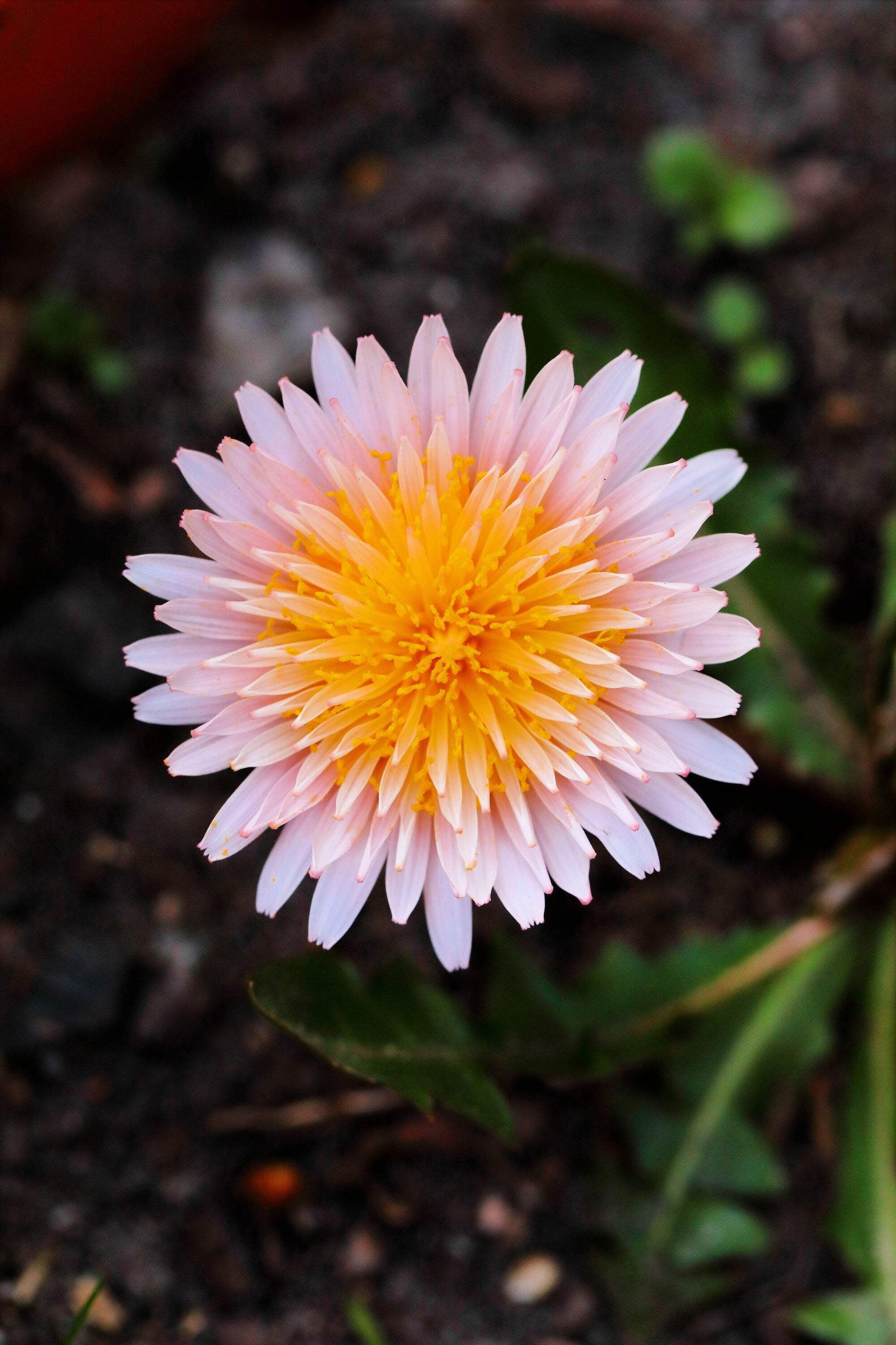 Live Pink Dandelion Plant (Taraxacum Pseudoroseum) – Super Rare, Homegrown, Pet-Safe Perennial 4 thumbnail image