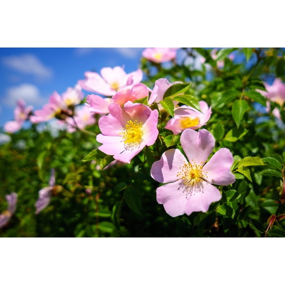 Seedville 15 Pink Wood's Rose Flower Seeds, Fragrant