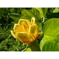 thumbnail image 1 of 15 TULIP POPLAR TREE Yellow Flower Liriodendron Tulipifera Whitewood Seeds, 1 of 11
