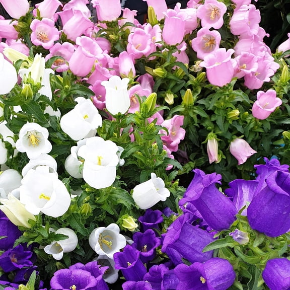 Seedville 150 Cup & Saucer Canterbury Bells Flower Seeds, Mixed Colors, Campanula Medium