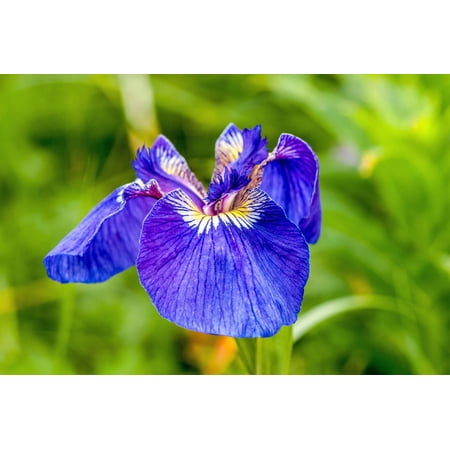 Seedville 20 Alaska Iris/ Beachhead Iris Flower Seed