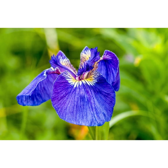 Seedville 20 Alaska Iris/ Beachhead Iris Flower Seed
