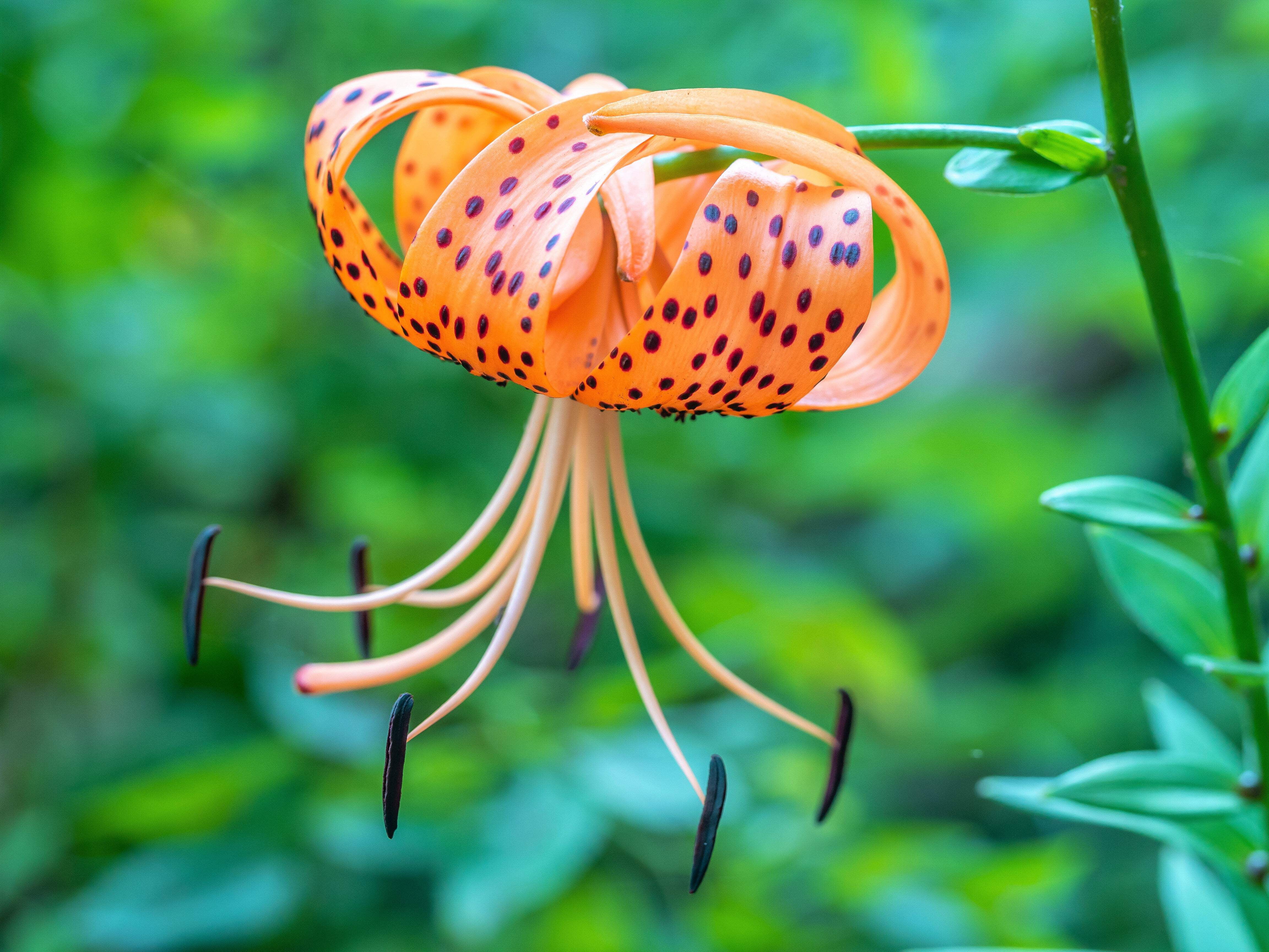 20 Seeds COLUMBIAN TIGER LILY Oregon Lily Lilium Columbianum syn. Canadense  Parviflorum Orange Maroon Spotted Native Flower Seeds - Walmart.com
