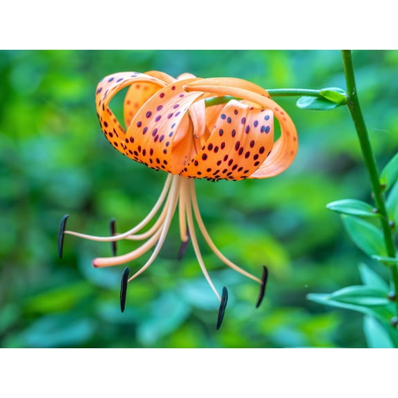 20 Seeds COLUMBIAN TIGER LILY Oregon Lily Lilium Columbianum syn. Canadense Parviflorum Orange Maroon Spotted Native Flower Seeds