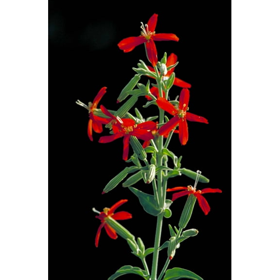 Seedville 20 Royal Catchfly Flower Seed, Attracts Butterflies