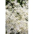 thumbnail image 1 of 20 SWEET AUTUMN CLEMATIS Paniculata Fragrant White Flower Vine Seeds, 1 of 8
