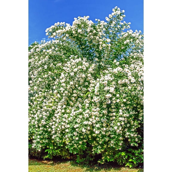 Seedville 20 Sweet Mock/ Philadelphus Coronarius Orange Flower Seed
