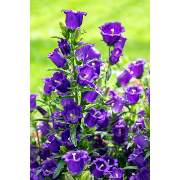 Seedville 200 Blue Canterbury Bells Seeds, Campanula Medium Flower