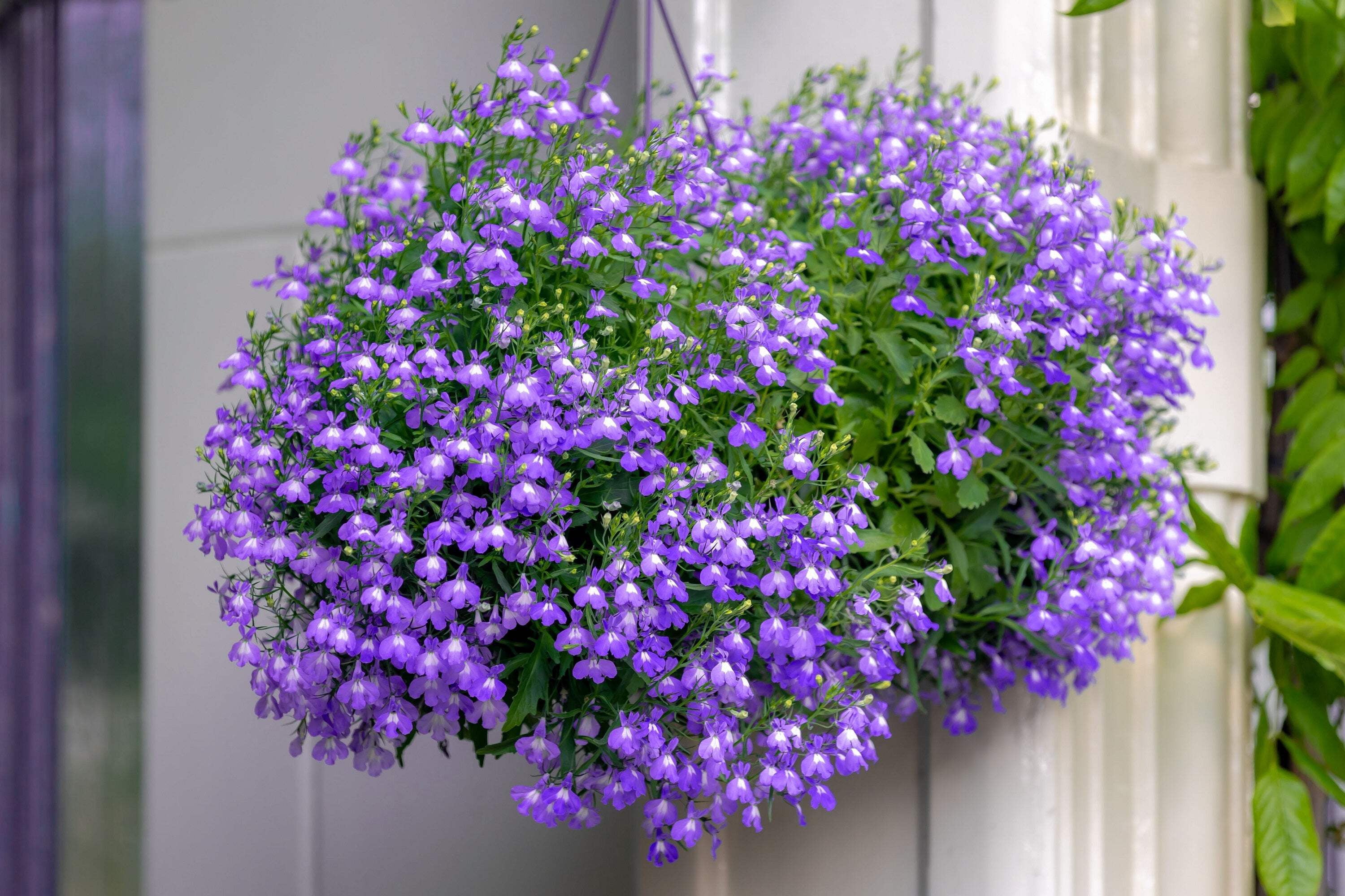 Lobelia Seeds