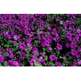 thumbnail image 1 of 200 Purple LAURA BUSH PETUNIA Violacea Violet Perennial Trumpet Flower Seeds, 1 of 5
