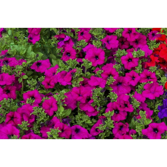 200 Purple LAURA BUSH PETUNIA Violacea Violet Perennial Trumpet Flower Seeds