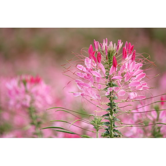 Seedville 200 Rose Queen Cleome Spider Flower Seeds