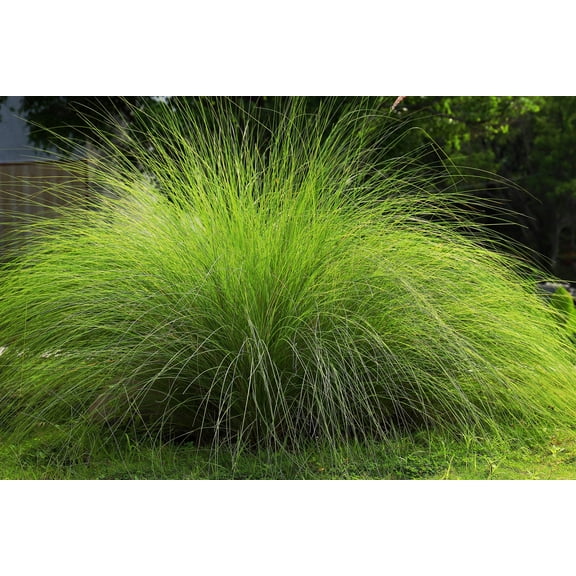 200 WEEPING LOVE GRASS Ornamental African Lovegrass Eragrostis Curvala Seeds