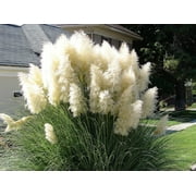 200 WHITE PAMPAS GRASS Cortaderia Selloana Ornamental Flower Seeds