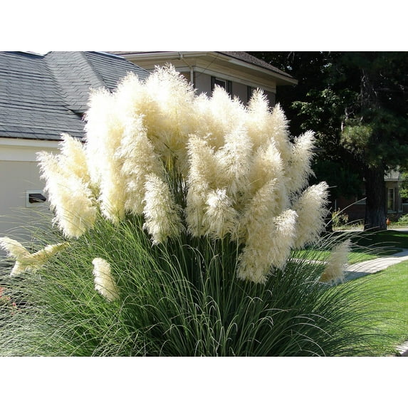 200 WHITE PAMPAS GRASS Cortaderia Selloana Ornamental Flower Seeds
