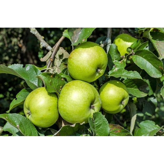 25 Seeds ANTONOVKA APPLE TREE Malus Pumila var. Antonovka Yellow Green Fruit Pink White Flower Seeds