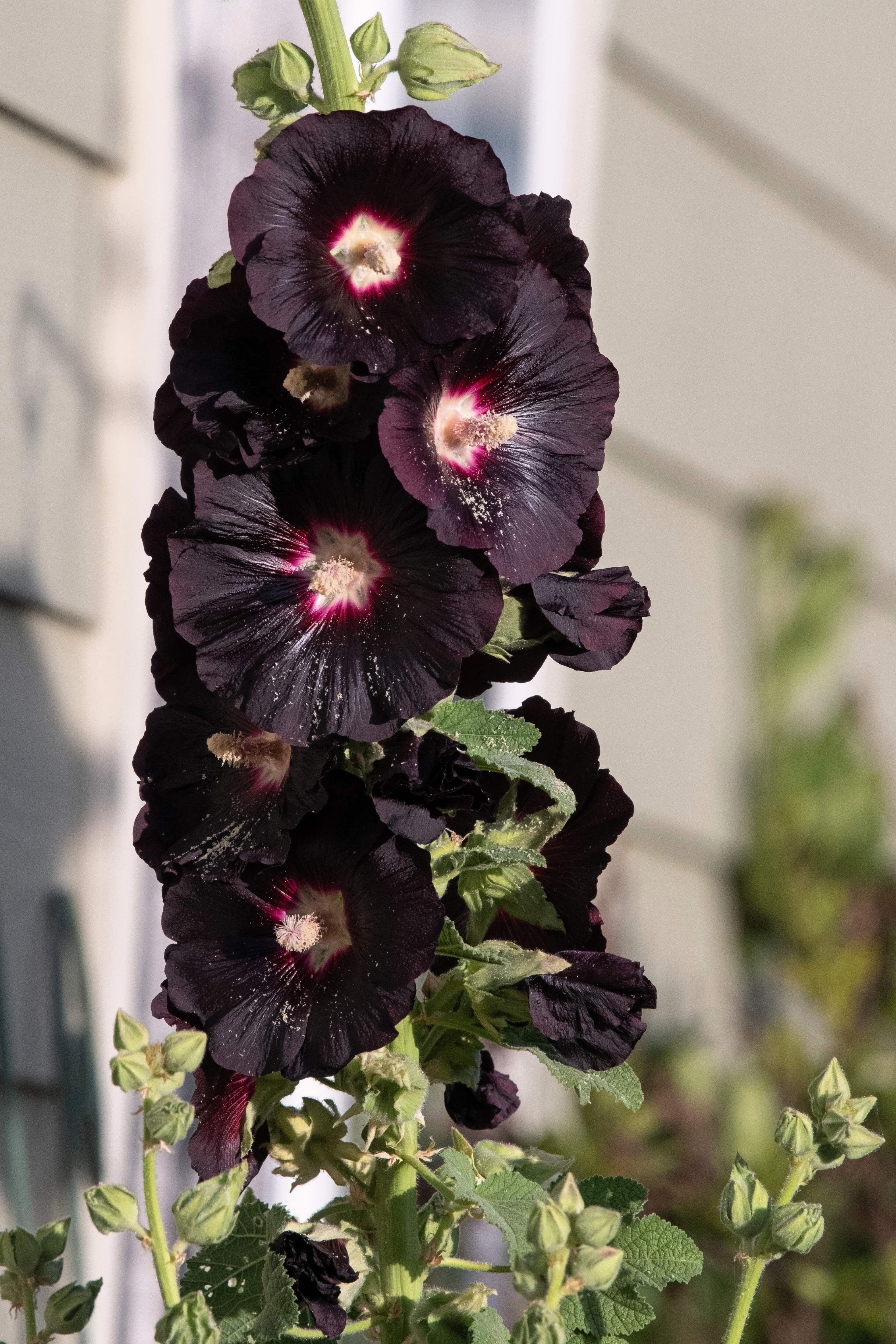 Black Magic Hollyhock