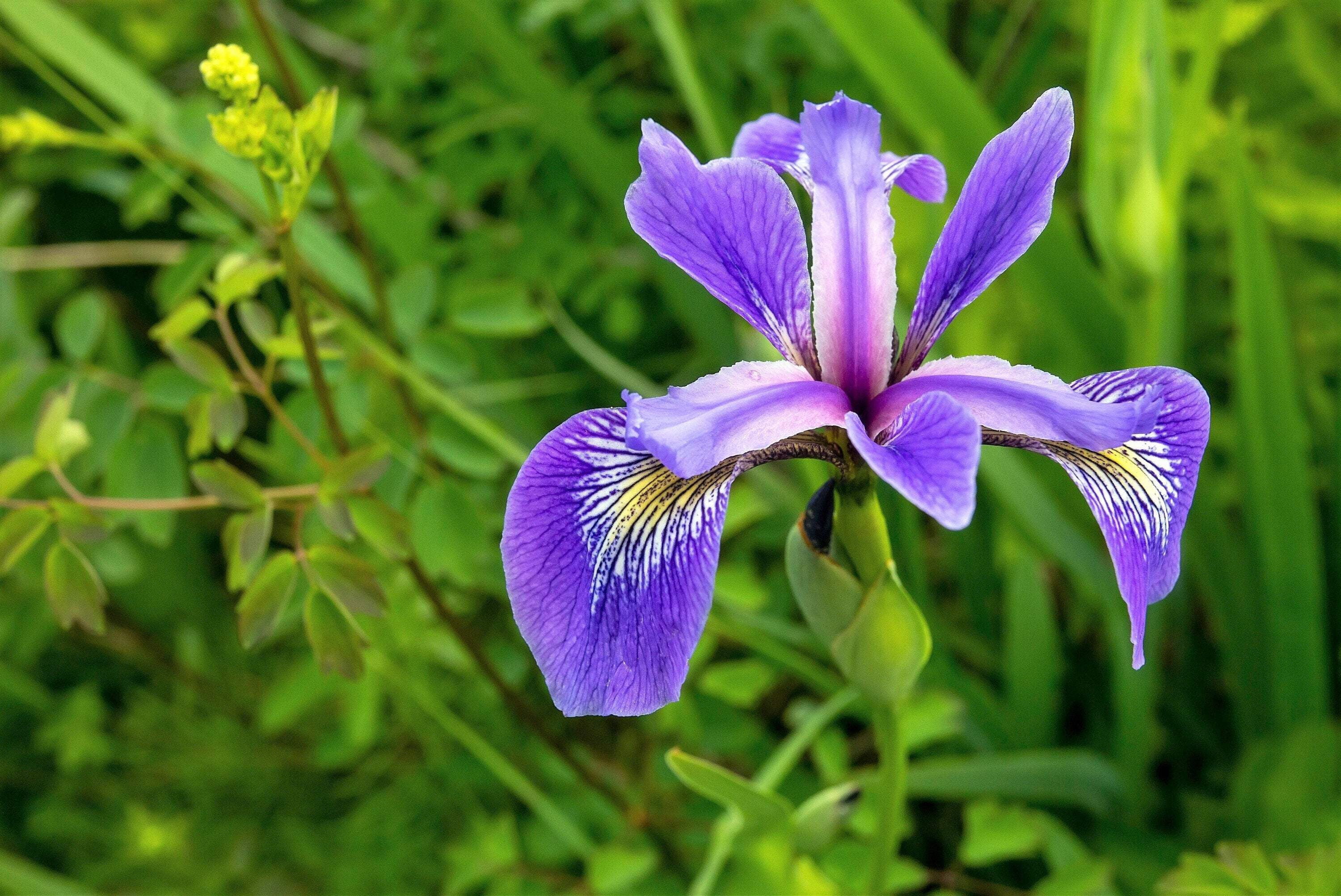 Seedville 25 Blue Flag Iris Iris Versicolor Plant Seeds - Walmart.com