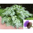 thumbnail image 1 of 25 CARDOON Cynara Cardunculus aka Artichoke Thistle Perennial Edible Vegetable Seeds, 1 of 11