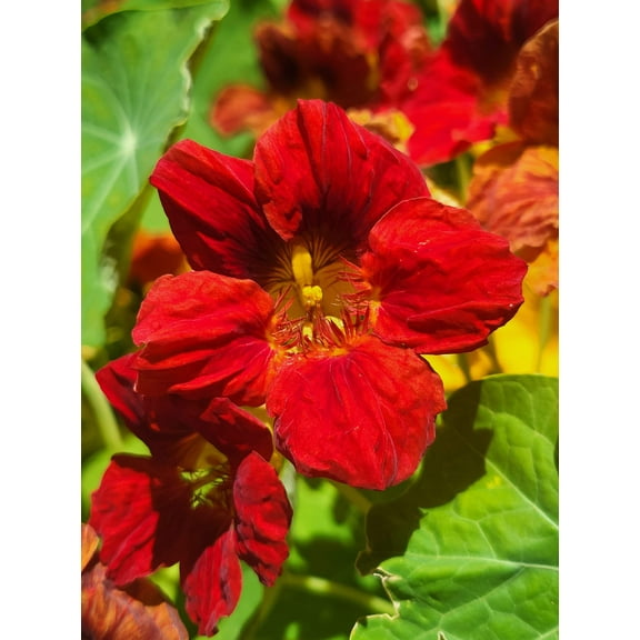 Seedville 25 Dwarf Red Empress Nasturtium Flower Seeds, Compact, Attracts Hummingbirds