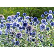 Seedville 25 Globe Thistle Flower Seeds