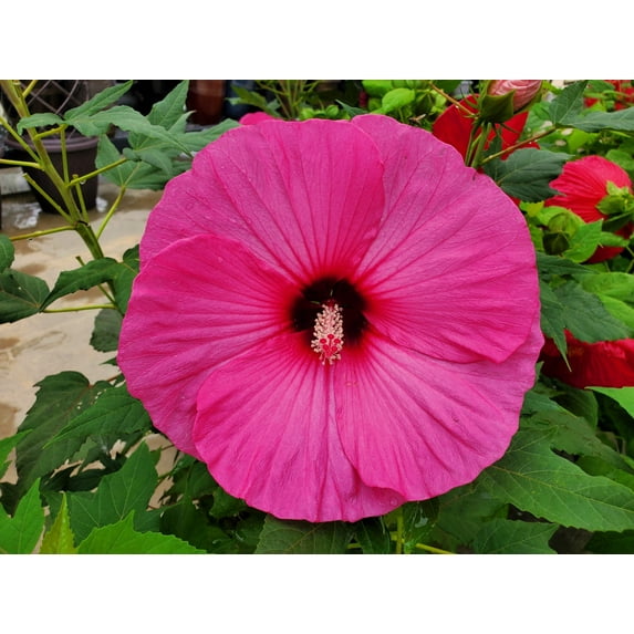 Seedville 25 Grenache Vintage Pink Hibiscus Flower Seeds