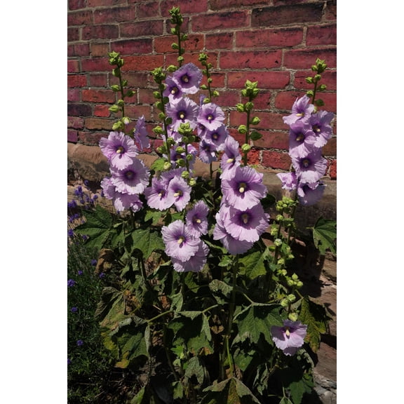 Seedville 25 Lavender & Purple Hollyhock Seeds, Alcea Rosea