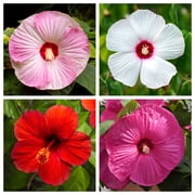 Seedville 25 Mixed Luna Hibiscus Flower Seeds