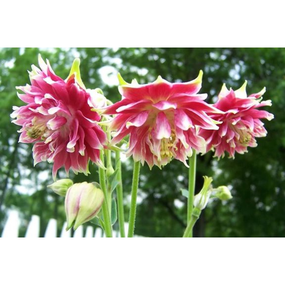 Seedville 25 Nora Barlow Pink Columbine Flower Seeds, Attracts Bees & Butterflies