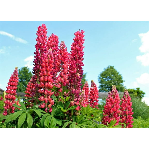 Seedville 25 Red Lupine My Castle Flower Seeds