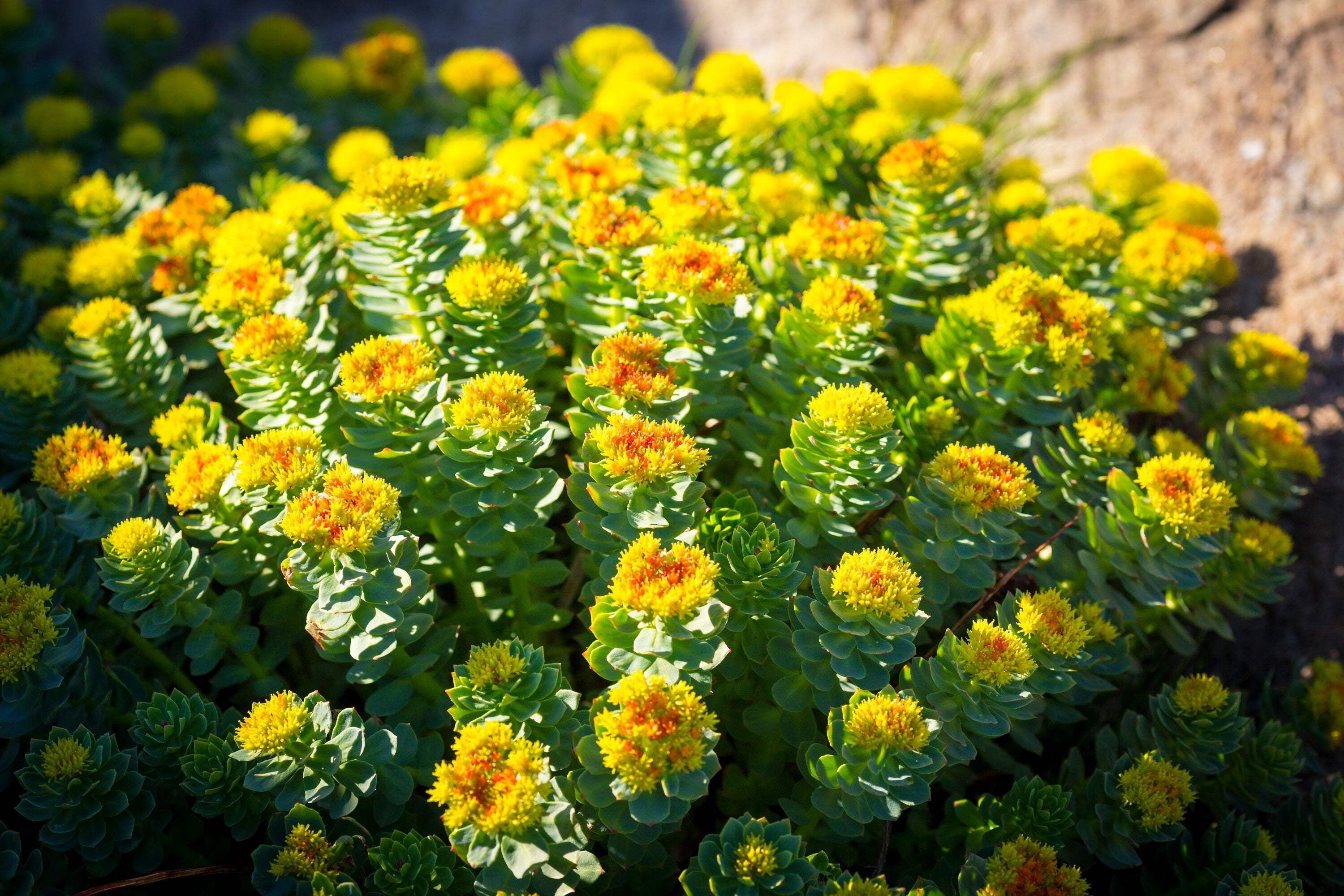 Seedville 25 Roseroot Stonecrop Flower Seeds, Succulent - Walmart.com