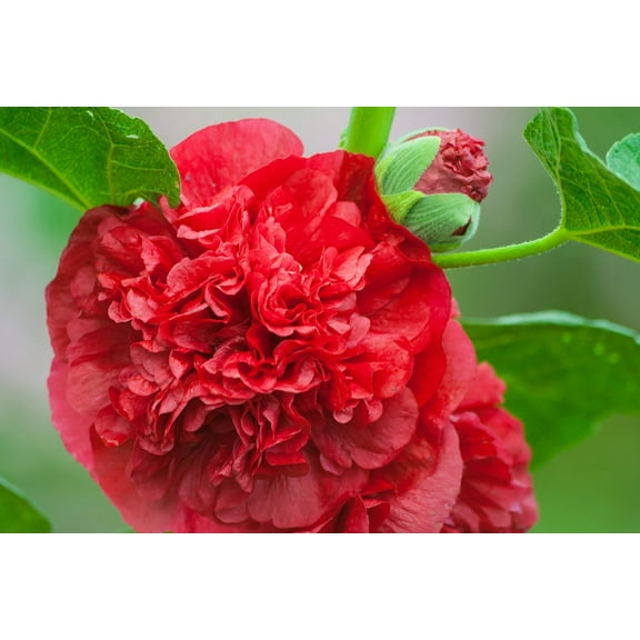 Seedville 25 Scarlet Double Hollyhock Plant Seeds