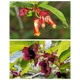 thumbnail image 1 of Seedville 25 Twinberry Honeysuckle Seeds, Native Endangered Shrub, Hummingbird Attracting, 1 of 11
