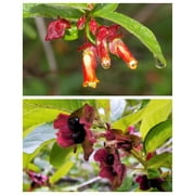Seedville 25 Twinberry Honeysuckle Seeds, Native Endangered Shrub, Hummingbird Attracting