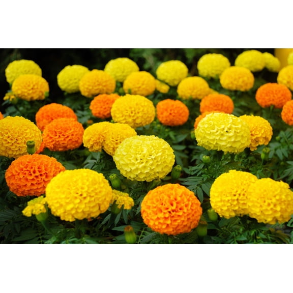 Seedville 250 African Marigold Crackerjack Plant Seeds, Mixed Color, Attracts Bees and Butterflies