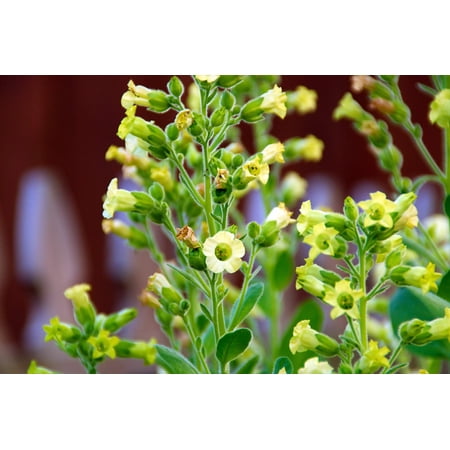 250 AZTEC TOBACCO Midewiwan Sacred Nicotiana Rustica Yellow Flower Herb Seeds