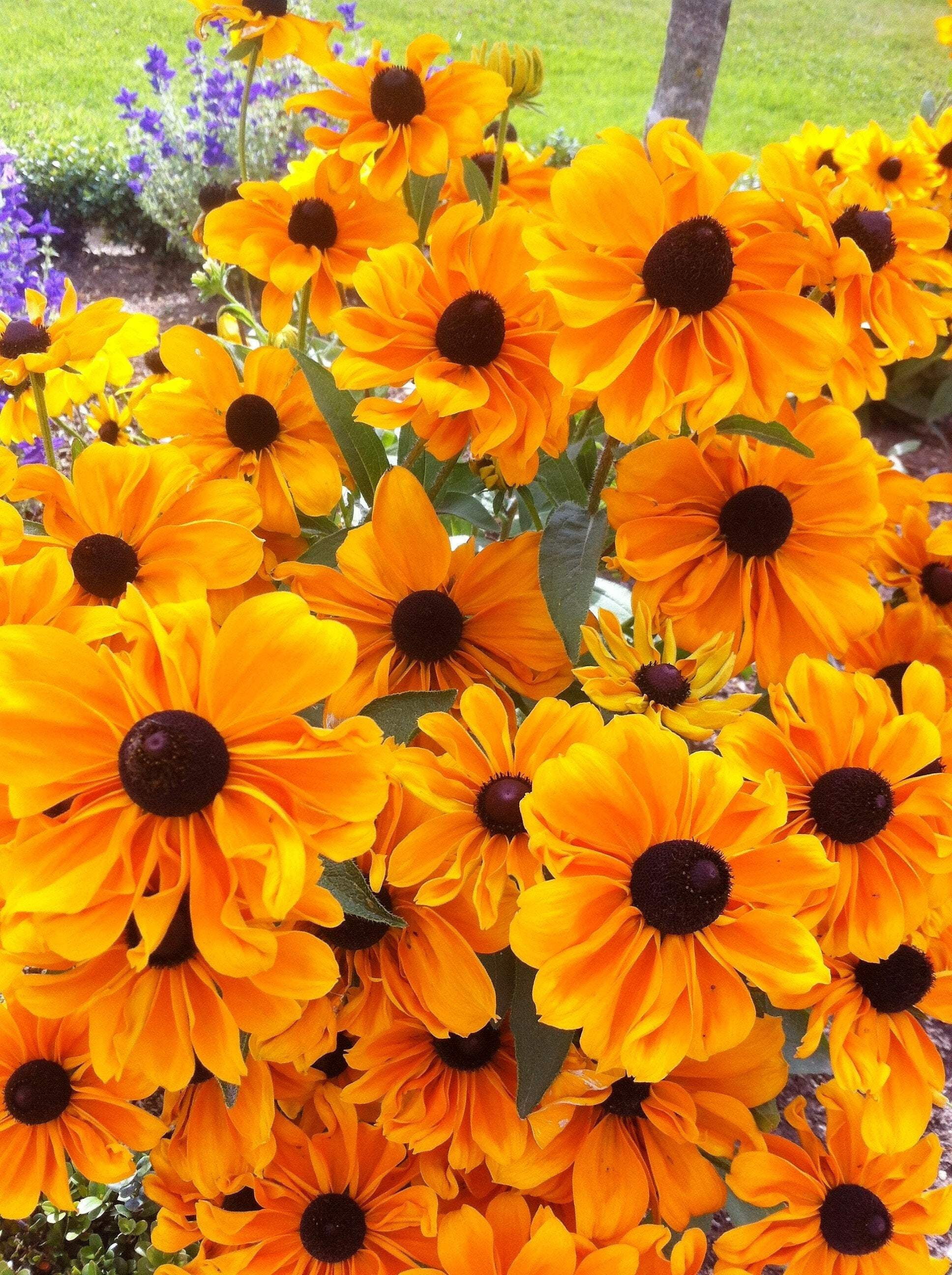 Rudbeckia Claire Orange Seed