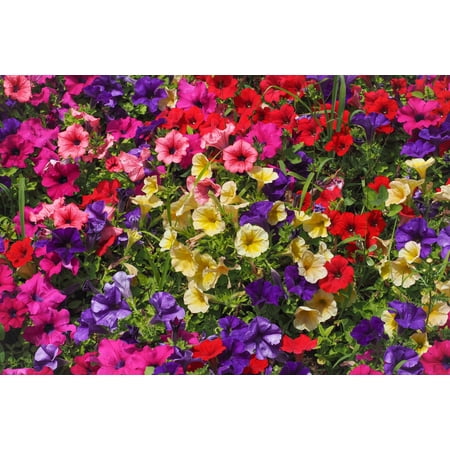 Seedville 250 Petunia Flower Seeds, Mixed Color