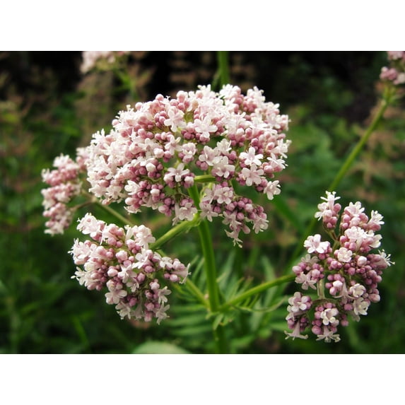 250 VALERIAN (Garden Heliotrope / Heal All) Valeriana Officinalis Herb Flower Seeds