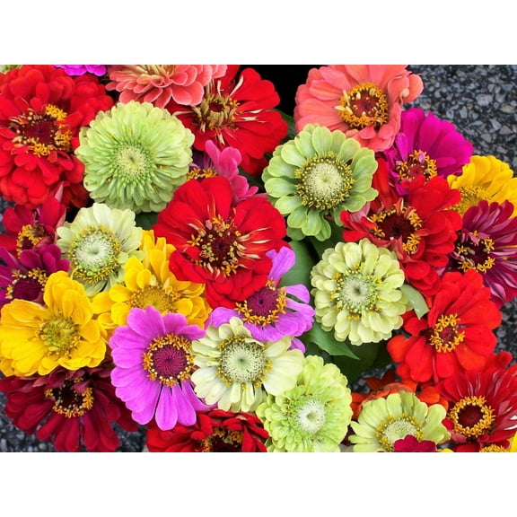 Seedville 250 Zinnia Elegans Plant Seed, Mixed Colors