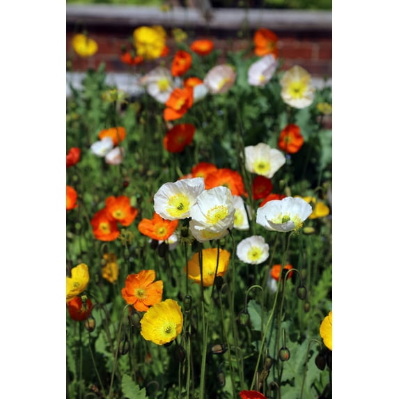 Seedville 2500 Iceland Poppy Mix Papaver Nudicaule Flower Seeds