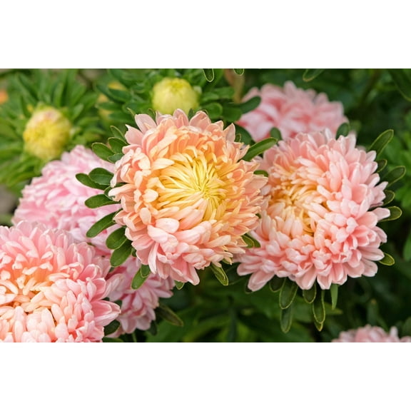 Seedville 30 Duchess Apricot Paeony Aster Plant Seeds