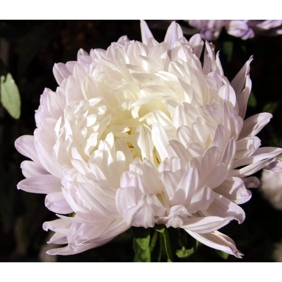 Seedville 30 Duchess White Paeony Aster Double Flower Seeds (Callistephus)