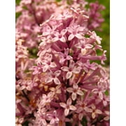 Seedville 30 Pink Lilac Plant Seeds, Fragrant