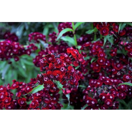 Seedville 30 Sooty Dianthus/ Sweet William Flower Seed