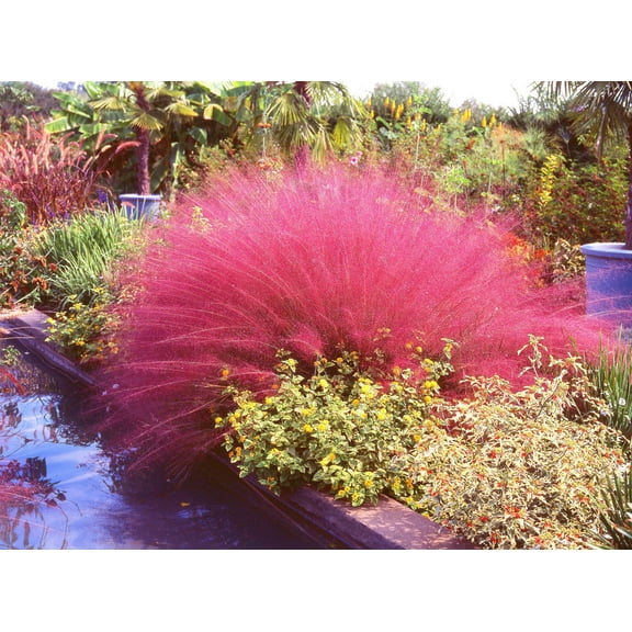 Seedville 40 Seeds PINK MUHLY Cotton Grass Seeds - Deer Resistant