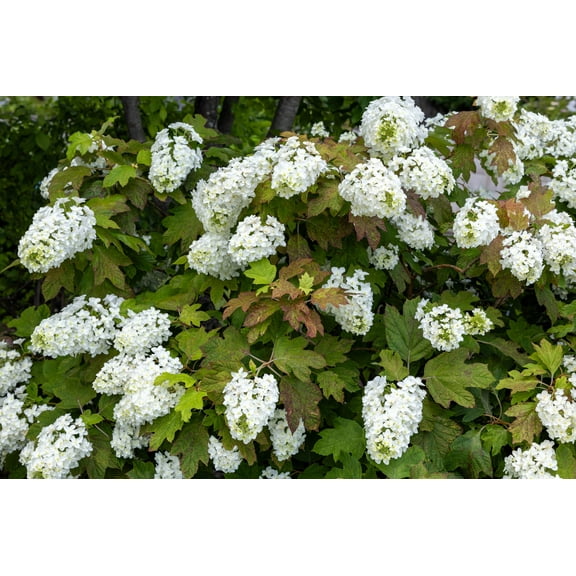 Seedville 40 White Oak Leaf Hydrangea Flower Seeds