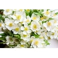 thumbnail image 1 of 5 MADONNA ANEMONE Sylvestris White & Yellow Flower Seeds, 1 of 9