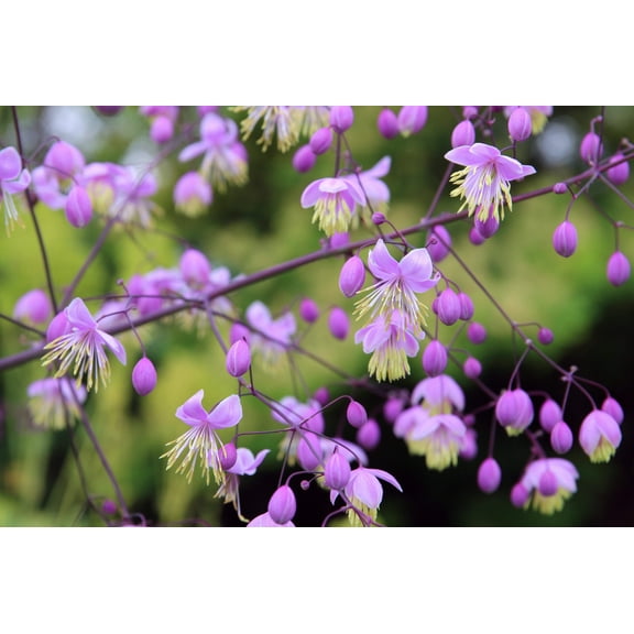 Seedville 5 Chinese Meadow Rue Flower Seed, Attracts Butterflies, Bees, Birds
