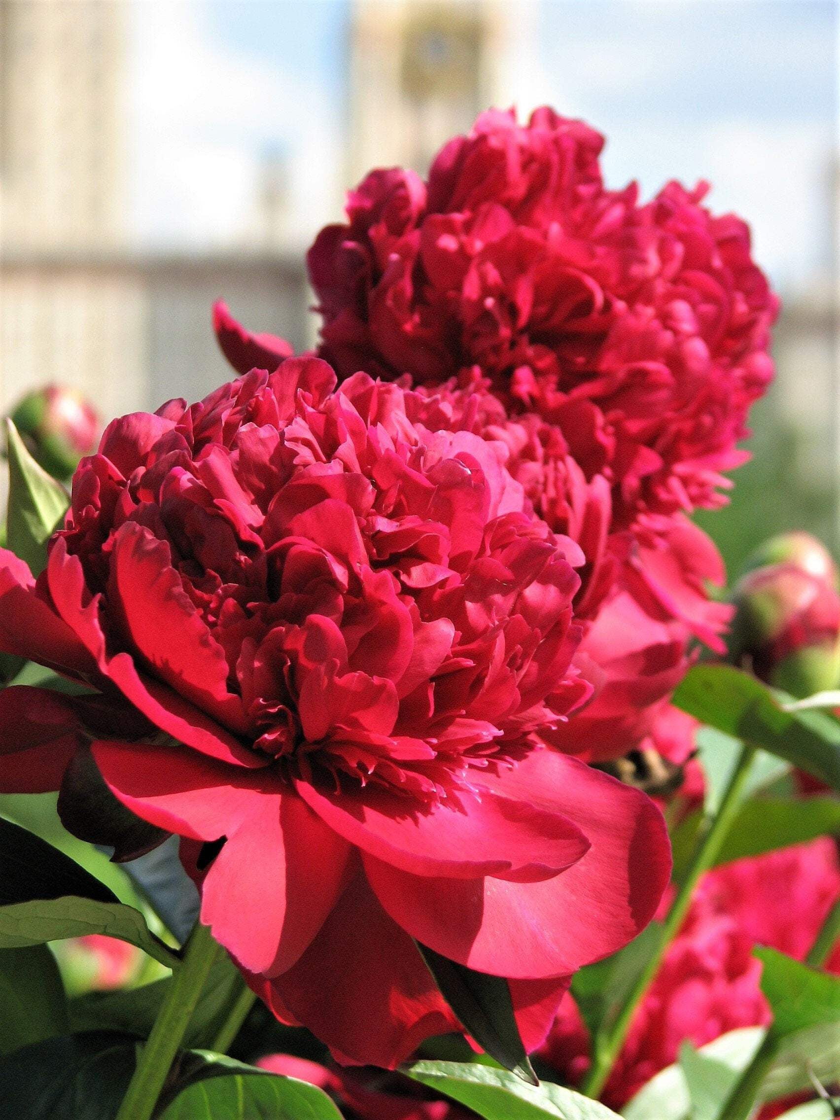 VAN ZYVERDEN Peonies Sarah Bernhardt Roots (5-Pack) 11386